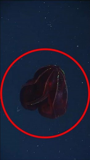 This "Alien Heart" Is Actually Real... And Its Secret Will Blow Your Mind!