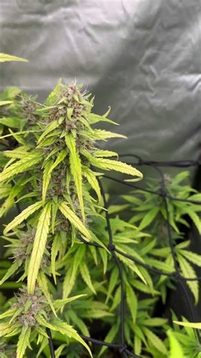 LSD-25 Big flower 🙌🏼 #nature #garden