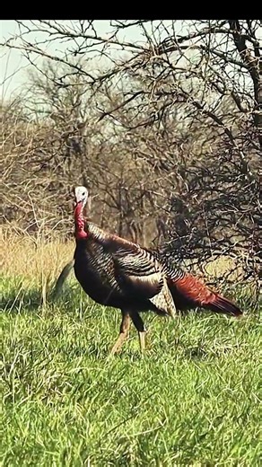 Perfect Setup… But the Turkey Had Other Plans #turkeyhunting #archery #gobblerhunting #bowhunting