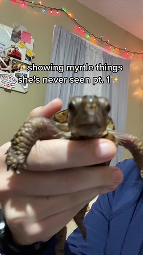 Exploring a Small Turtle's Unique Features