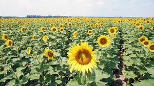 Sunflower field in St. Louis area will look its best for about 10 more days
