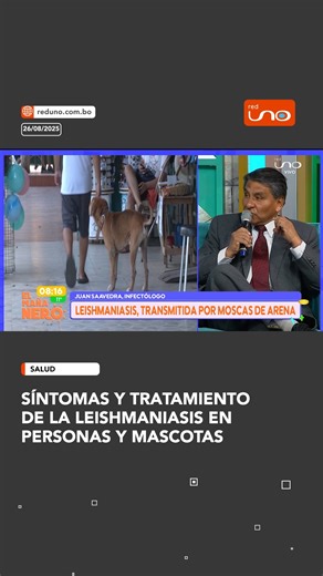 #NotivisiónScz | 🦟 Leishmaniasis: enfermedad transmitida por la mosca de arena que afecta a personas y mascotas. Conocer los síntomas y el tratamiento es clave para actuar a tiempo. ▶️ Más información en www.reduno.com.bo #Leishmaniasis #MoscaDeArena #Salud #Prevención #SíntomasYTratamiento | Red Uno de Bolivia