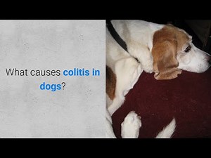 What causes colitis in dogs? 6 causes