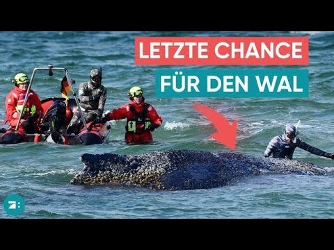 Buckelwal-Drama an der Ostsee: XXL-Bagger ist seine letzte Chance