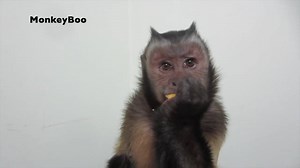 MonkeyBoo and his pet human Pete enjoy some delicous Sweet Potato Tortilla Chips from Food Should Taste Good! Great healthy snack and boo has a BIG drink of water! #MonkeyBoo #MonkeyBooCrew | MonkeyBoo