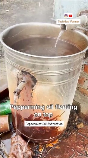 Peppermint Oil Extraction Process #agriculture #technology #youtube #shorts #youtubeshorts