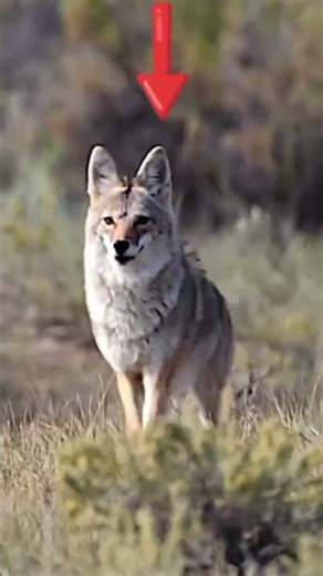 охота на оленей #охотанаоленей #охота #олень #вирусный #короткийдень #ворчливыйлис #охота