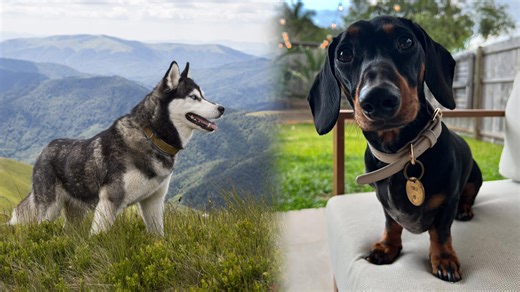 Dog Tantrums That Will Crack You Up