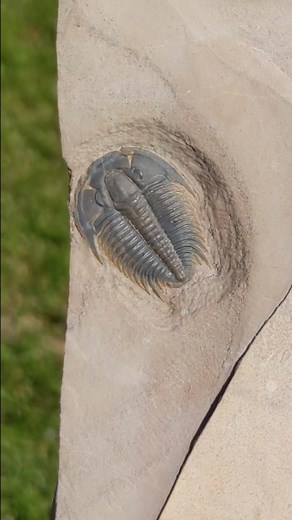 Tough times in the Cambrian. #trilobite #fossil #fossils #arthropod #cambrian #paleozoic #deeptime #paleontology #paleotok #geology #naturalhistory #evolution #extinction #weird #curiosity #rocks