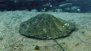 81K views · 1.1K reactions | Happy Easter! Here's a fun video of the mermaids from Weeki Wachee Springs doing the bunny hop with the Easter Bunny himself! Video courtesy: Andrew Brusso and Merstar. | FOX 29 | Facebook