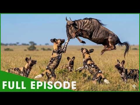 RELENTLESS HUNTERS - African Wild Dogs Face the Wild (Full Episode) | Nature Animal Documentary