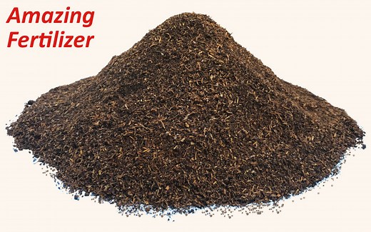 Nutritional Benefits of Black Soldier Fly Larva Frass - Critter Depot