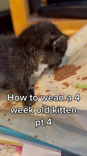 Weaning a 4-Week-Old Kitten: Helpful Tips and Tricks