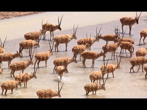 Chinese Scientists Witness Tibetan Antelopes' Life or Death Migration