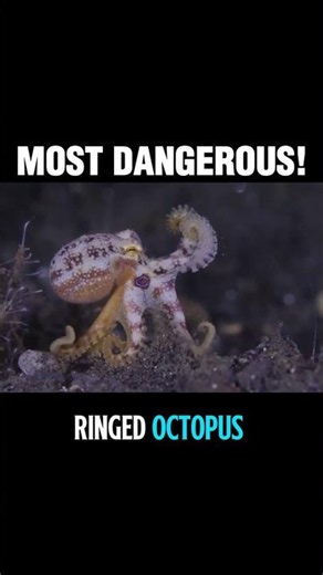 Blue Ringed Octopus 💙💀 | Most Toxic Sea Creature