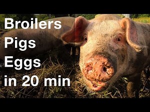 Raise 3 Types of Livestock in 20 Minutes a Day