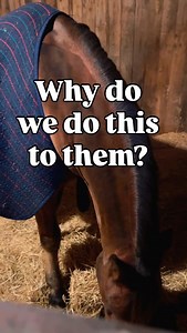 11K views · 499 reactions | Brought the horses in tonight, fiddled...