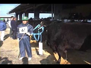 松阪牛一頭が5000万円で落札される瞬間（ノーカット）