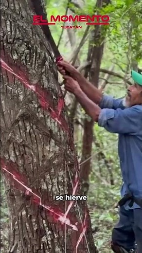 🔴¿Sabías que aún se cultiva el chicle natural del chicozapote?