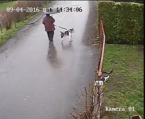 608K views · 3.1K reactions | - Vean esto, este minino simplemente tiene por asi decir.... las garras y algo más bien puestas, defendió su territorio y su hogar de ese bravucón que llego a intimidar al perro de la casa. - Las garras si es minina y si es macho ese algo mas, bien puestas, bueno las bolas... no es pecado decirlo. | Che Gato | Facebook