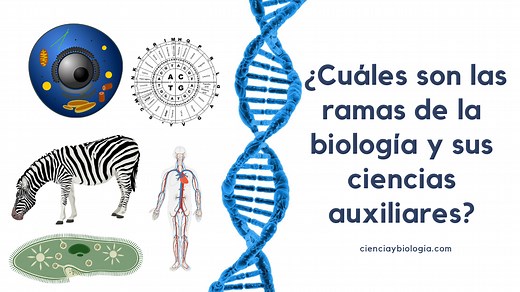 Ramas de la biología y sus ciencias auxiliares | cienciaybiologia.com
