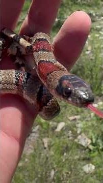 What did this king snake eat?! Belly is about to burst!