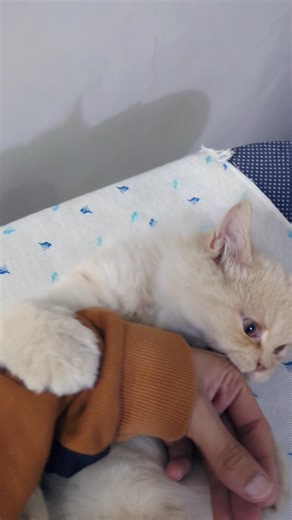 Angry Kitten Attack. #cat #kitten