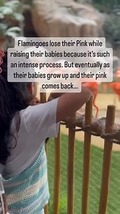 529K views · 392 reactions | WHY FLAMINGOS LOSE THEIR PINK Flamingo...