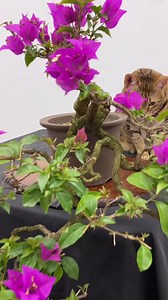 😽😽 | David Easterbrook Bonsai