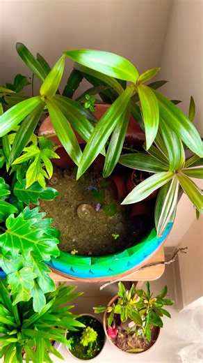 #betta #fish #pond #indoor #minipond #biotope #aquarium #bettafish #fighterfish #exoticaquariumfish