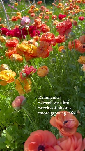 It’s time to get your ranunculus pre-sprouted for spring! Ranunculus are a gorgeous spring flower, but a big mistake that is often made is that they’re started too late! Ranunculus actually LIKE cool weather and they need a long, cool growing period if you want to get those gorgeous, big, abundant flowers! One of the biggest mistakes I see people doing is starting these flowers way too late… and the common instructions actually encourage this mistake because they often say to “start after your l