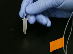 A Microfluidic Platform for Longitudinal Imaging in Caenorhabditis elegans