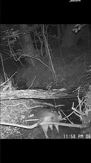 Racoon camera check.