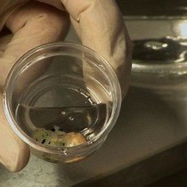 Video: Improved Visualization of Lung Metastases at Single Cell Resolution in Mice by Combined In-situ Perfusion of Lung Tissue and X-Gal Staining of lacZ-Tagged Tumor Cells