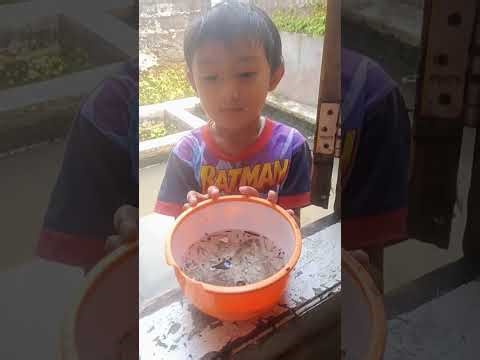 bocil ini mendapatkan ikan 🐟 berenyitt gess ##funnyrees #shortvideo