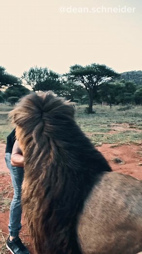 Lion Encounter: Man's Close Call with a 440lbs Lion