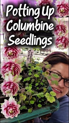 Potting Columbine Seedlings Gardening Tutorial