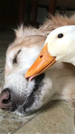 Unlikely animal pair cuddling is going viral #shorts #doglovers #animals