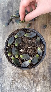 Let’s propagate some Echeveria leaves 🌱 | Unique Succulent Designs