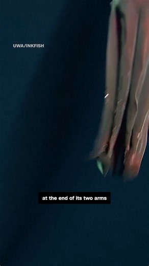 626K views · 4.8K reactions | Scientists from Australia and the UK captured unique footage of the rare deep-sea hooked squid, one of the largest deep-water squids in the world. | CNN | Facebook