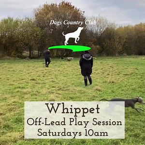 4.5K views · 22 reactions | Whippet Off-Lead Play Session Saturdays...