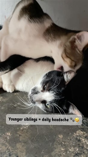 Little brother crossed the limit 😂#shortvideo #funnycats #brother #tuxboyandgang #fighting