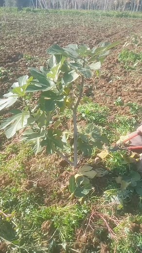 Taille de formation dun jeune figuier. La période idéale est la fin d'hiver, juste avant le grand débourrement pour avoir une cicatrisation rapide. Ne pas tailler en automne ce aui exposera les plaies aux attaques de nuisibles,une exposition tres longue au froid hivernal. Une taille de formation est toujours légère,il faut favoriser le système racinaire en gardant le maximum du feuillage tout en sélectionnant les pousses aui vont devenir les nouvelles charpentes. | Hassen Oulman