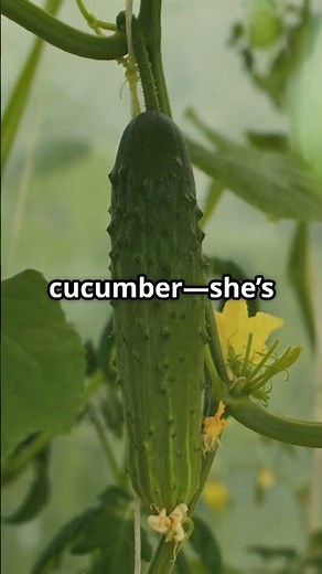 The BEST Cucumber Variety for Apartment Gardeners! 🥒🌱 #containergardeningtips #containergardening