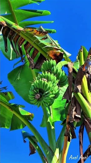 Peaceful Banana Trees in the Tropical Countryside 🌿🍌