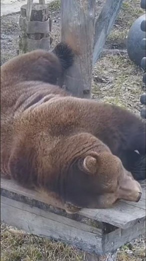 как Мансур спать ложится🐻🫶#mansurbear #авиамедведь #авиамедведь