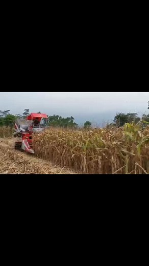 Combining Corn: Efficient Harvesting Techniques