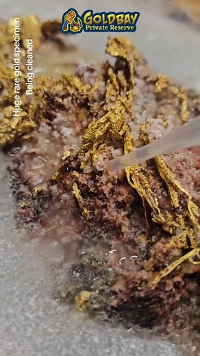 Soaking and Cleaning | Huge Rare Gold Specimen #Gold #CrystallizedGold #GoldSpecimen #MineralCleaning #RareGold #GoldNugget #FineMinerals #GoldMining #Prospecting #NaturalGold #MineralCollectors #GoldRush #GoldCrystals #Rockhounding #GeologyLovers #GoldHunting | Goldbay Private Reserve