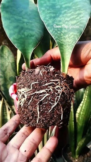 Beautiful root system of Sansevieria Masoniana 😍