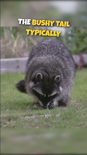 COMMON RACCOON | Did You Know?